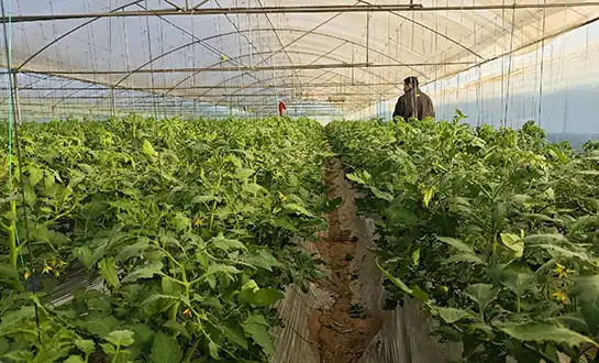 Yeast Amino Acid Peptide: The Future of High-Activity Bio-Stimulants